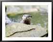 Asian Short Clawed Otter, Curious Otter Peering Over Rock, Earsham, Uk by Elliott Neep Limited Edition Print