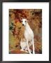Portrait Of Whippet Chosen Best In Show At The 88Th Annual Westminster Kennel Club Dog Show by Nina Leen Limited Edition Pricing Art Print