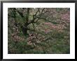 A Close View Of A Pink, Flowering Tree by Michael Melford Limited Edition Pricing Art Print