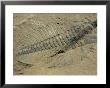 Ogygiopsis Klotzi, Fossil, Trilobite 50Mm Long With Small Fault Through It, Burgess Shale by Tony Waltham Limited Edition Print