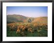 An Autumn Evening, The Long Mynd, Shropshire, England, United Kingdom by David Hughes Limited Edition Print