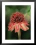 Torch Ginger Flower, St. Lucia, Windward Islands, West Indies, Caribbean, Central America by Yadid Levy Limited Edition Print