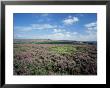 Heather On The Moors, North Yorkshire, England, United Kingdom by Jean Brooks Limited Edition Print