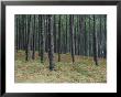 Pine Tree Trunks, Landes Forest, Near Lit Et Mixe, Landes, Aquitaine, France by Michael Busselle Limited Edition Print