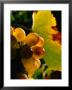 Chenin Blanc Grape Cluster, Napa Valley, California, Usa by Roberto Gerometta Limited Edition Print