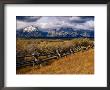Fencing In The Grand Teton National Park, Grand Teton National Park, Wyoming, Usa by Carol Polich Limited Edition Print