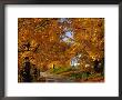Country Road In Autumn, Usa by Izzet Keribar Limited Edition Print