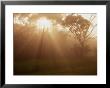 Mountain Fog And Mist Shroud Trees, Kokee State Park, Kauai, Hawaii, Usa by Ann Cecil Limited Edition Print