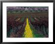 Vineyards And Almond Trees In The Mclaren Vale District, Australia by Diana Mayfield Limited Edition Pricing Art Print