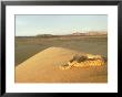 Sidewinder Rattle Snake In Desert, Sonoran Desert by Patricio Robles Gil Limited Edition Print