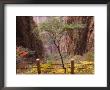 Autumn Colors, Xihai (West Sea) Valley, Mount Huangshan (Yellow Mountain), Anhui Province by Jochen Schlenker Limited Edition Print