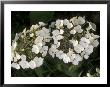 Hydrangea Macrophylla Libelle by Michele Lamontagne Limited Edition Print