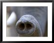 Indian Elephant, (Elephas Maximus), Trunk, Bandhavgarh N.P., Madhya Pradesh, India by Thorsten Milse Limited Edition Print