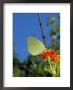 Brimstone Butterfly, Gonopteryx Rhan, And Orange Flower, Menorca (Minorca), Balearic Islands, Spain by Marco Simoni Limited Edition Print