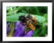 Solitary Bees, Mating On Flower, Cambridgeshire, Uk by Keith Porter Limited Edition Print