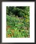 Tropaeolum (Nasturtium) & Helianthus (Sunflower), Kitchen Garden Hadspen, Somerset by Mark Bolton Limited Edition Print