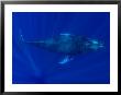 Humpback Whale, Hawaii by David B. Fleetham Limited Edition Pricing Art Print