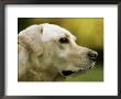 Yellow Labrador Retriever, Quebec, Canada by Robert Servranckx Limited Edition Pricing Art Print