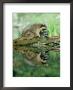 Raccoon, With Young, Usa by Alan And Sandy Carey Limited Edition Print
