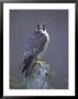 Peregrine Falcon (Falco Peregrinus), Scotland, Uk, Europe by David Tipling Limited Edition Pricing Art Print