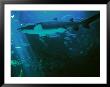 Shark Aquarium, South Africa, Cape Town by Jacob Halaska Limited Edition Pricing Art Print