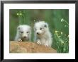 Arctic Fox, Young Pups Near Den, Alaska by Alan And Sandy Carey Limited Edition Print
