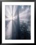 Sunrays Shining Through Redwood Trees by Inga Spence Limited Edition Print