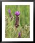 Lavender, Lavandula Stoechas Devonshire Compact by Geoff Kidd Limited Edition Print