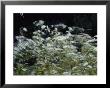 A View Of Daisies Blurred In Movement by Todd Gipstein Limited Edition Print