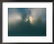 Sunlight Shines Through Pine Tree Branches In The Fog by Norbert Rosing Limited Edition Print