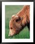 Brown Bear In Hallo Bay, Alaska, Usa by Dee Ann Pederson Limited Edition Pricing Art Print
