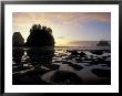Seastacks At Second Beach, Washington, Usa by William Sutton Limited Edition Print