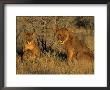 Lioness With Cubs, Panthera Leo, Etosha Nationa Park, Namibia, Africa by Thorsten Milse Limited Edition Print