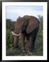 African Elephant, Tanzania by Robert Franz Limited Edition Print