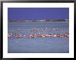 Flamingoes, Bonaire by John Dominis Limited Edition Print