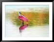 Roseate Spoonbill (Ajaja Ajaja), Sanibel, Fl by Kyle Krause Limited Edition Print