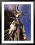 Old Cattle Skulls, Baja California, Mexico by Walter Bibikow Limited Edition Print
