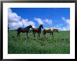 Horses In Field Near Hana, Maui, Hawaii by Mark Polott Limited Edition Print