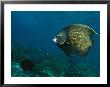 French Angelfish Swims Over A Coral Reef by George Grall Limited Edition Print