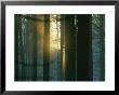 Dappled Sunlight Peeks Through The Trees In A Bavarian Forest by Peter Carsten Limited Edition Pricing Art Print