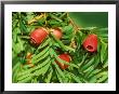 Yew, Berries by David Boag Limited Edition Print