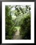 Flooded Path At Manoa Falls, Honolulu, Hawaii by Stacy Gold Limited Edition Print