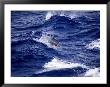 Bottlenose Dolphin Riding Waves, French Polynesia by Tim Laman Limited Edition Print