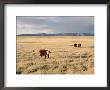 The Great Plains, New Mexico, Usa by Occidor Ltd Limited Edition Print