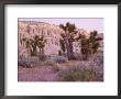 Joshua Trees, Mojave Yucca, Just Before Dawn, California by Adrian Neville Limited Edition Print