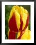 Tulipa Keizerskroon (Single Early) With Dew Drops by Chris Burrows Limited Edition Print