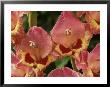 Butterfly Gladiolus by Chris Burrows Limited Edition Print