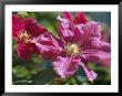 Close View Of Clematis Flowers by Darlyne A. Murawski Limited Edition Print