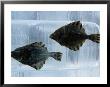Pair Of Fish Frozen In Ice For The Sapporo Yuki Matsuri (Snow Festival), Sapporo, Hokkaido, Japan, by Oliver Strewe Limited Edition Print