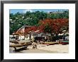 Beach With Flamboyant Tree On Anse La Raye, Anse La Raye by Holger Leue Limited Edition Print